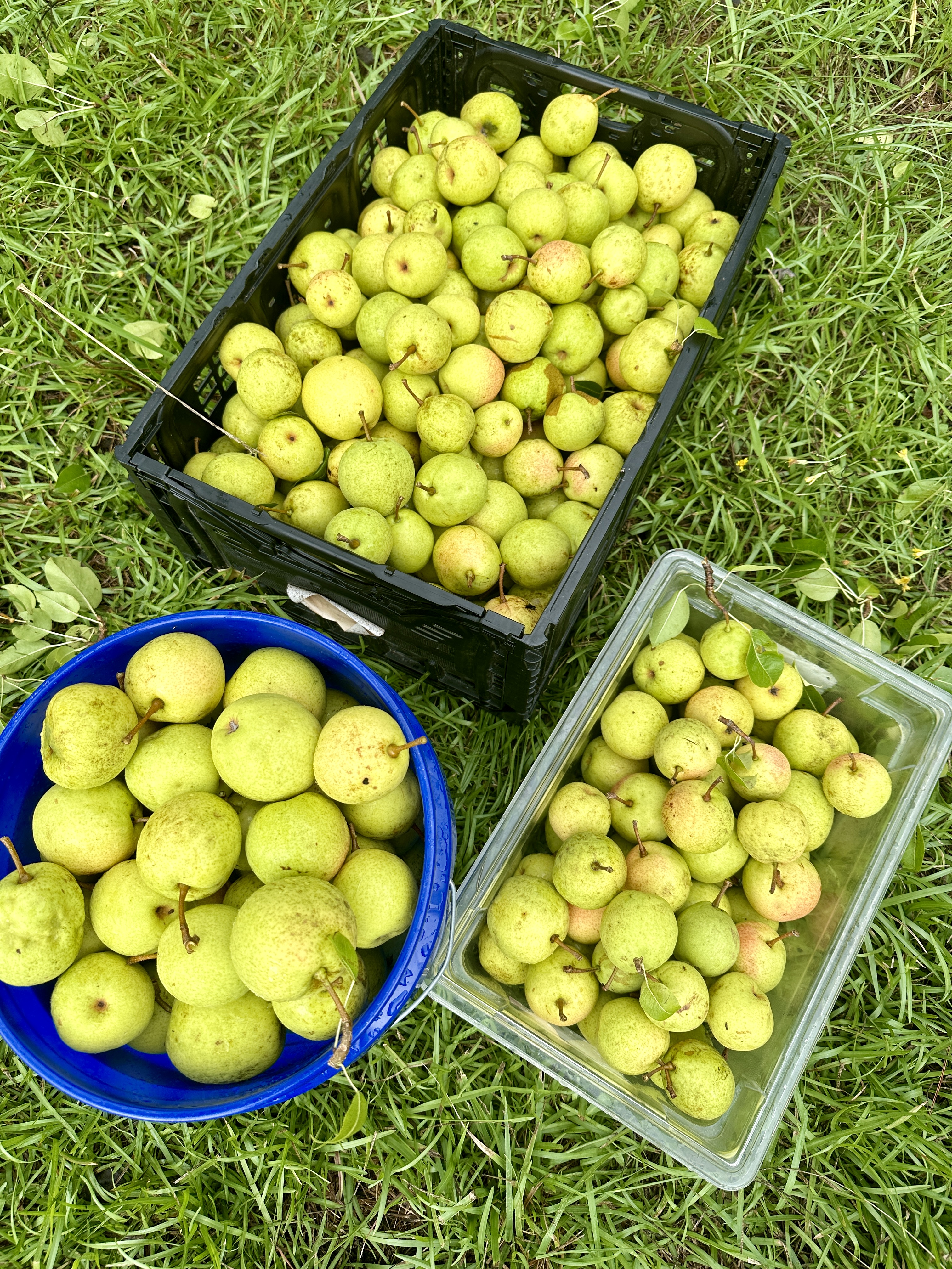 Pears Apples